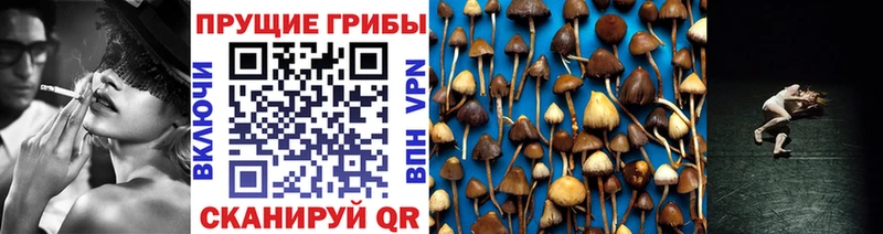 Галлюциногенные грибы Psilocybine cubensis  Печора 